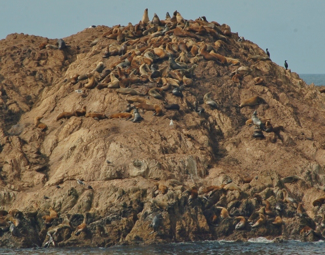 Seal Rock